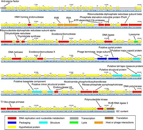 ph357|Isolation and genome sequencing of a novel lytic  .